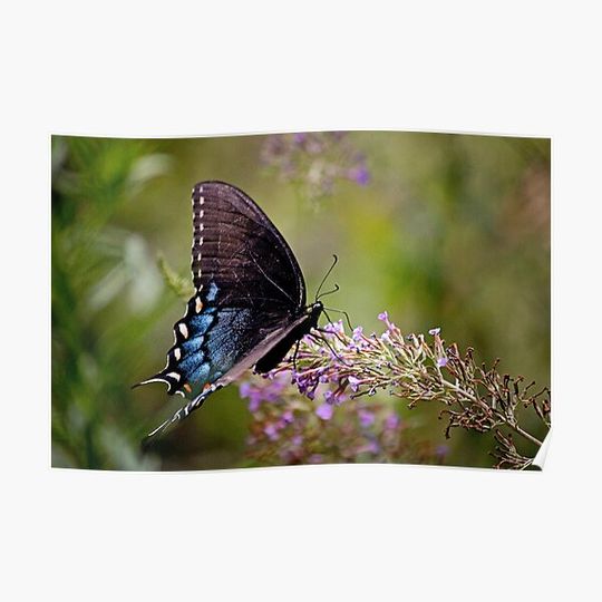 Discover Black Butterfly Print Notebook with Swallowtail Design