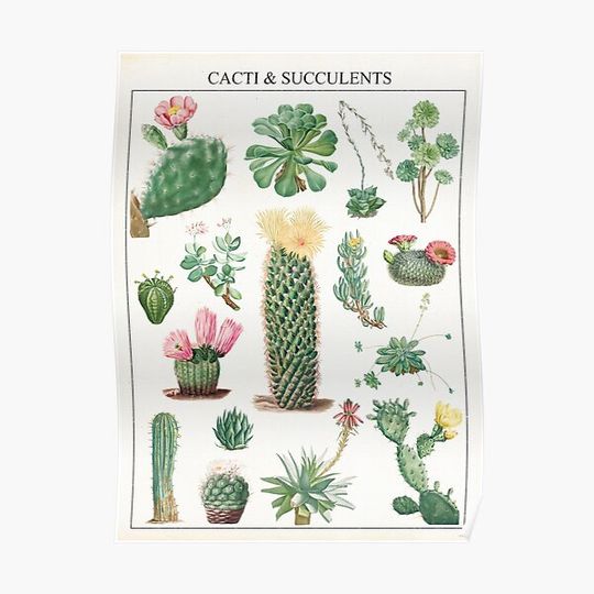 Discover Cacti & Succulents Premium Matte Vertical Poster