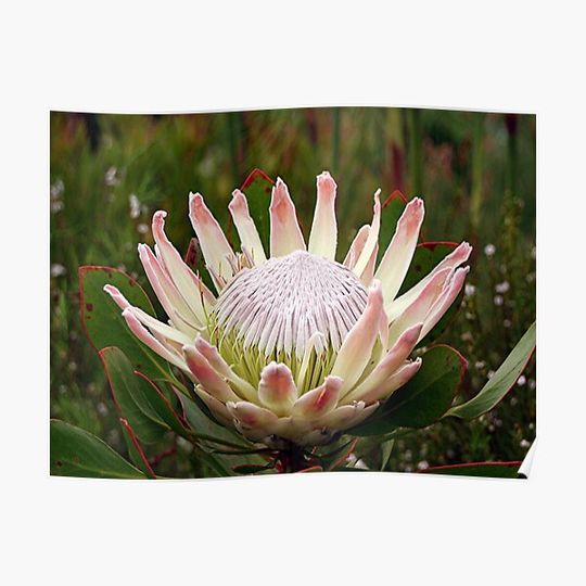 Discover South African King Protea flower Premium Matte Vertical Poster