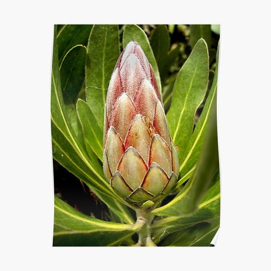 Discover Protea Bud Premium Matte Vertical Poster