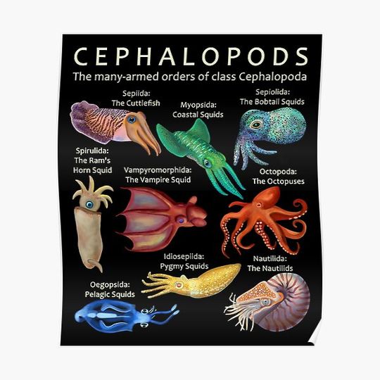 Discover The Cephalopod: Octopus, Squid, Nautilus, and Cuttlefish Premium Matte Vertical Poster