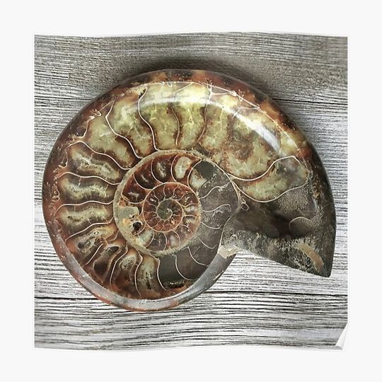 Discover Ammonite Fossil Premium Matte Vertical Poster