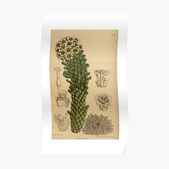 Discover Euphorbia caput medusae 142 8673 Premium Matte Vertical Poster