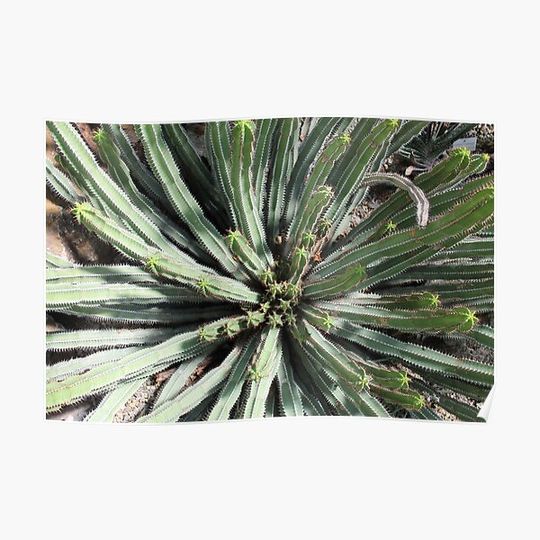 Discover large Spiky plant friend Premium Matte Vertical Poster