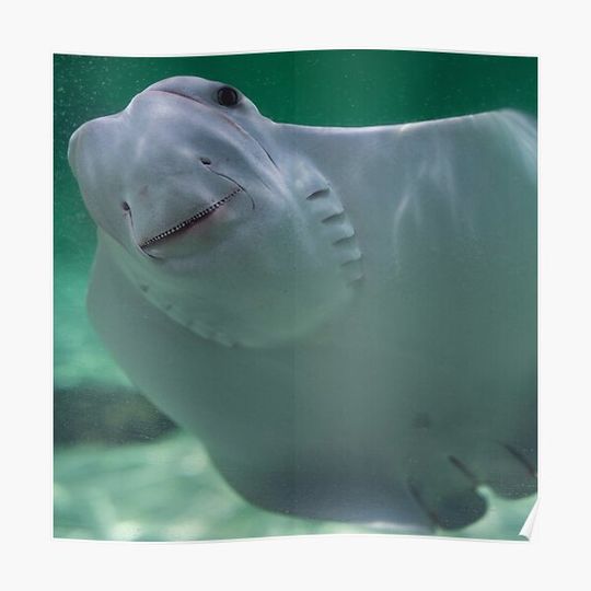 Discover Stingray Premium Matte Vertical Poster