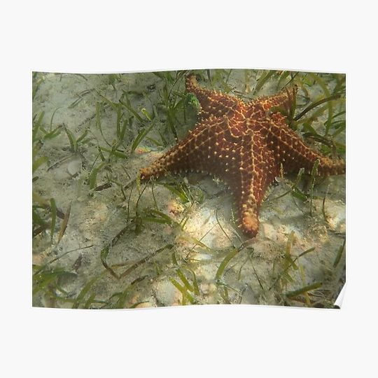 Discover Starfish point Grand Cayman Premium Matte Vertical Poster