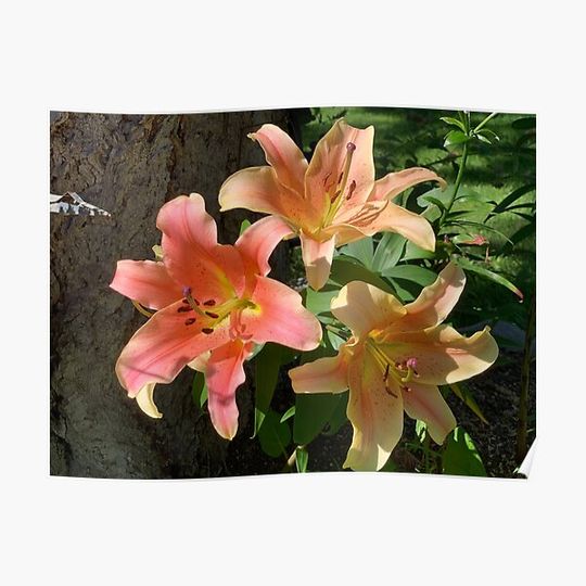 Discover Peach lillies Premium Matte Vertical Poster