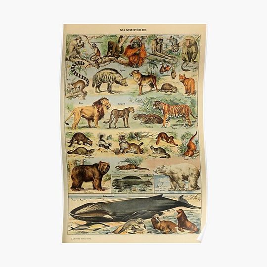 Discover Vintage Animals Poster Premium Matte Vertical Poster