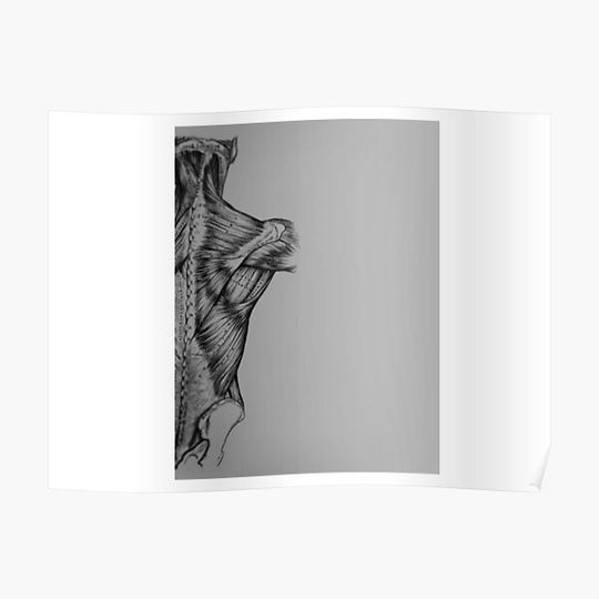 Discover male back muscles - Human Muscular System Photographic Print Premium Matte Vertical Poster