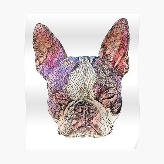 Discover Boston Terrier Premium Matte Vertical Poster