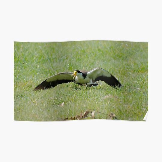 Discover LAPWING ~ Masked Lapwing 74VXQFMR by David Irwin 06012021 Premium Matte Vertical Poster