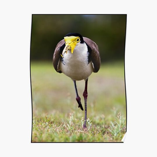Discover Masked Lapwing Premium Matte Vertical Poster