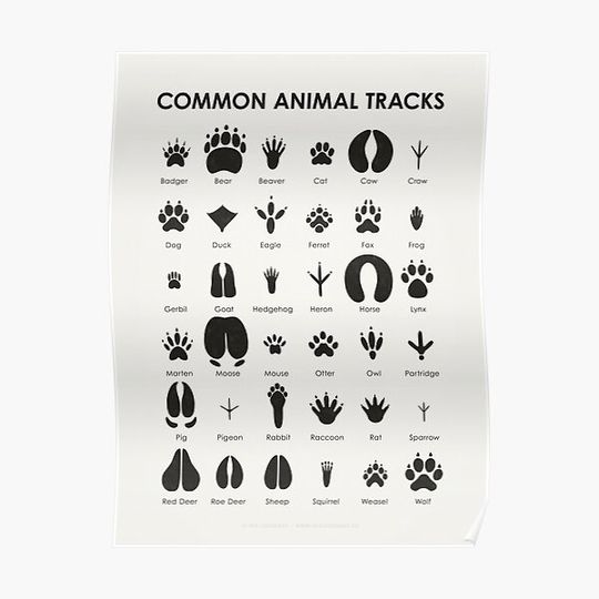 Discover Common Animal Tracks Identification ID Chart Premium Matte Vertical Poster