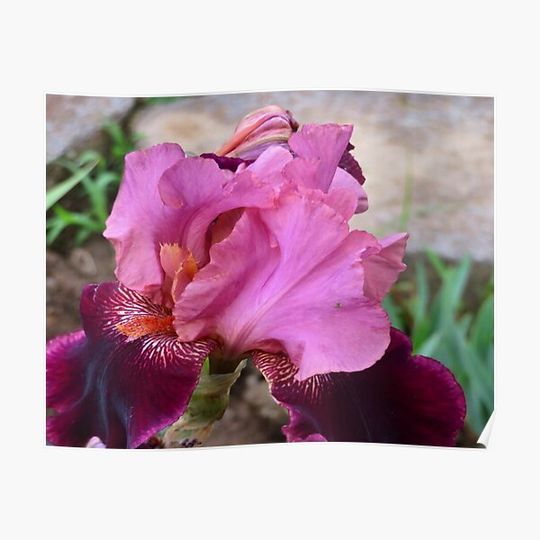 Discover Pink and Burgundy Iris Premium Matte Vertical Poster