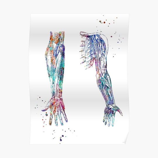 Discover Arm and Hand Muscles and Nerves Structure Anatomy Premium Matte Vertical Poster