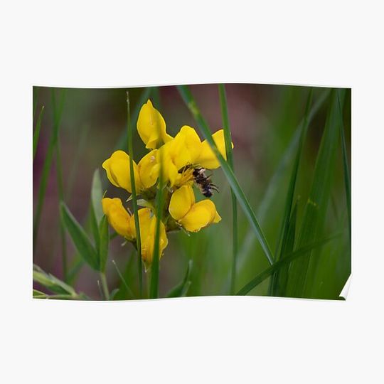 Discover Yellow spider and a bee Premium Matte Vertical Poster
