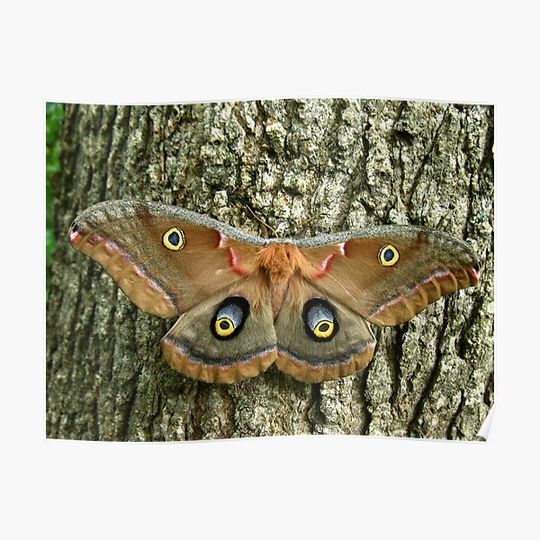 Discover Polyphemus Moth (Antheraea polyphemus) Premium Matte Vertical Poster