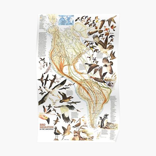 Discover Bird Migration In The Americas Map 1979 Premium Matte Vertical Poster