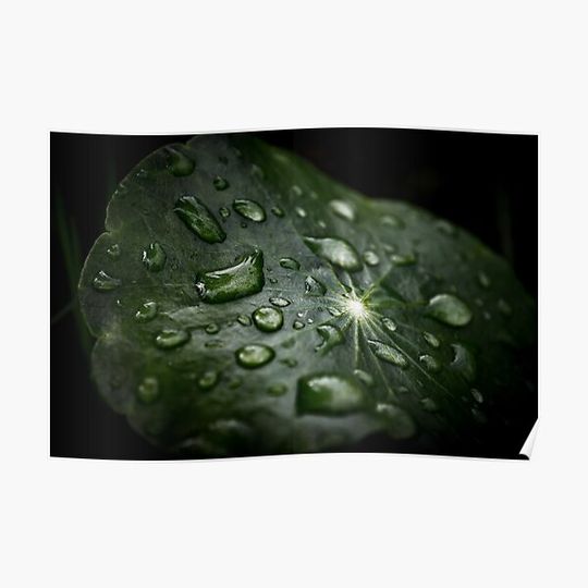 Discover water drop on leaf Premium Matte Vertical Poster