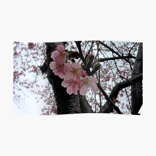 Discover Cherry Blossom Premium Matte Vertical Poster