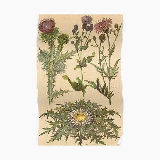 Discover thistle, thistles, purple flowers, botanical print, natural history Premium Matte Vertical Poster