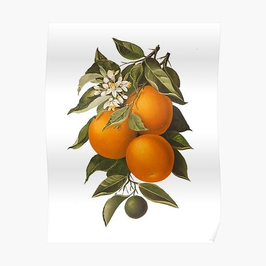 Discover Flora and Fauna No. 18 | Oranges 1860 Premium Matte Vertical Poster