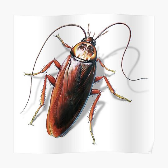 Discover Cockroach Premium Matte Vertical Poster