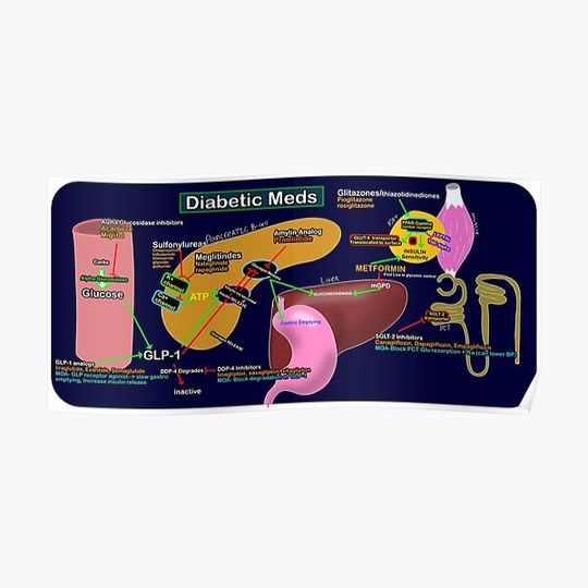 Discover Diabetic Medications Study Aid Premium Matte Vertical Poster