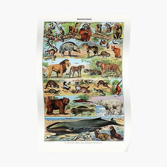 Discover Adolphe Millot - Mammiferes B - Vintage french zoology illustration Premium Matte Vertical Poster