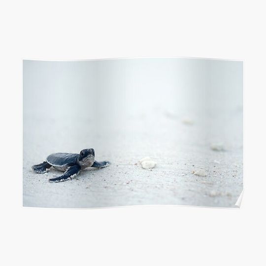 Discover Baby Turtle Premium Matte Vertical Poster