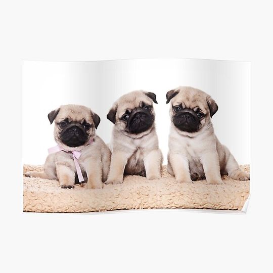 Discover Three pug puppy Premium Matte Vertical Poster