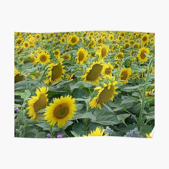 Discover sunflowers field Premium Matte Vertical Poster