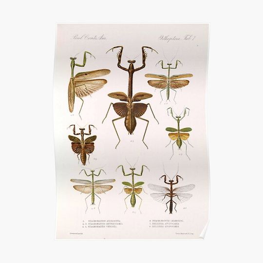 Discover Praying Mantis Vintage Diagram | Insect Anatomy | Entomology Collection | Entomologist Chart Premium Matte Vertical Poster