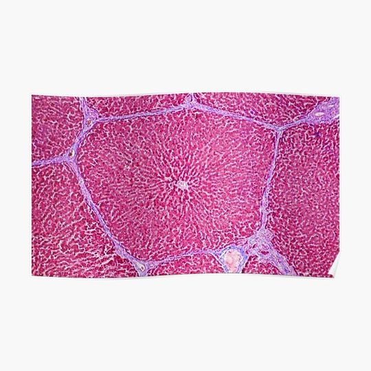 Discover Liver tissue Premium Matte Vertical Poster