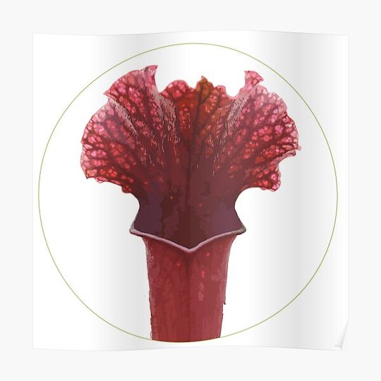 Discover Illustration of a Sarracenia, a carnivorous plant Premium Matte Vertical Poster