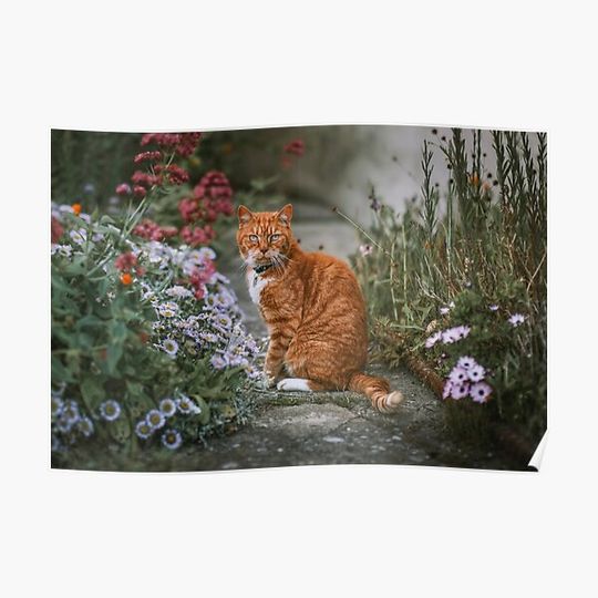 Discover Cat Premium Matte Vertical Poster