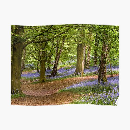 Discover Bluebell Woods in Springtime with fresh green beech leaves and patches of bluebells. Premium Matte Vertical Poster