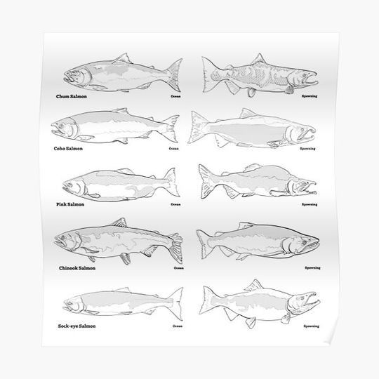 Discover Salmon Identification Guide Premium Matte Vertical Poster