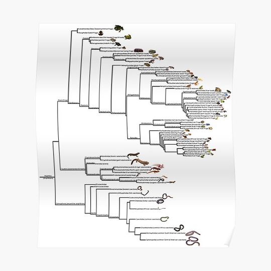 Discover Amphibian Cladogram Premium Matte Vertical Poster