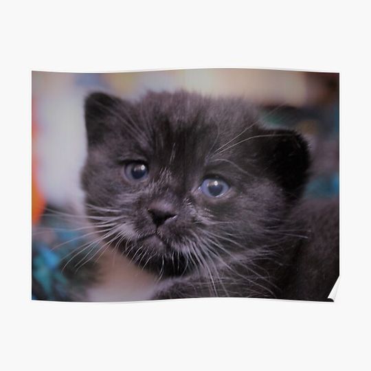 Discover Whiskers on Whiskers Premium Matte Vertical Poster