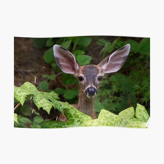 Discover Spotted Fawn Deer Browsing the Garden Premium Matte Vertical Poster