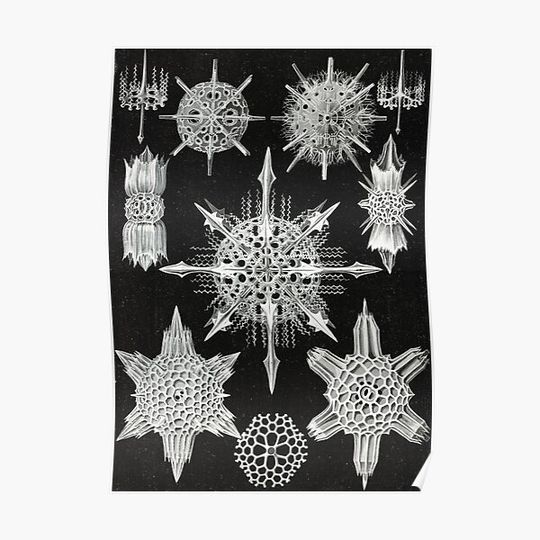 Discover Acanthophracta–Wunderstrahlinge from Kunstformen der Natur (1904) by Ernst Haeckel. Premium Matte Vertical Poster