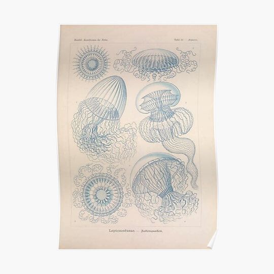 Discover Art forms of nature ... Premium Matte Vertical Posters