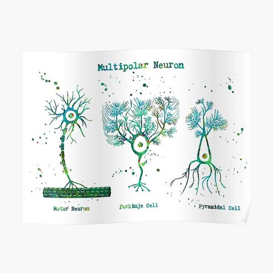 Discover Multipolar Neuron Types Anatomy Premium Matte Vertical Poster