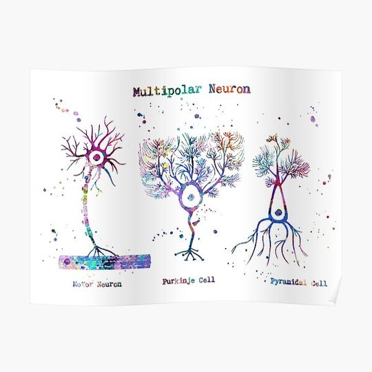 Discover Multipolar Neuron Types Anatomy Premium Matte Vertical Poster