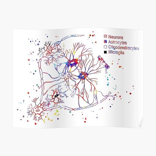 Discover Cortical pyramidal cells, neurons, astrocytes, oligodendrocytes, microglia, cells Premium Matte Vertical Poster