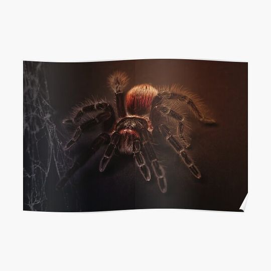 Discover Tarantula Premium Matte Vertical Poster