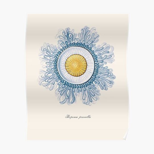 Discover Jellyfish art, Shell art, Sea Shell Art Print, Coastal Premium Matte Vertical Poster