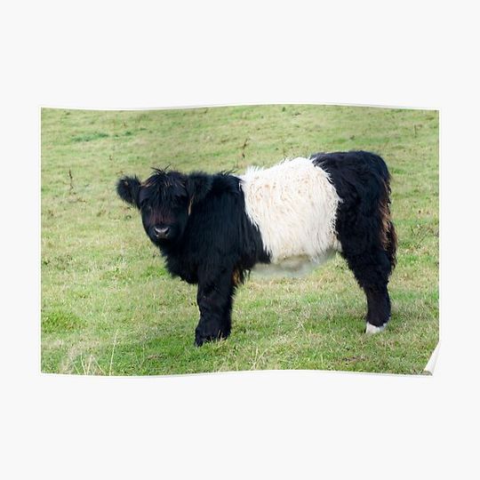 Discover Belted Galloway Calf Premium Matte Vertical Poster