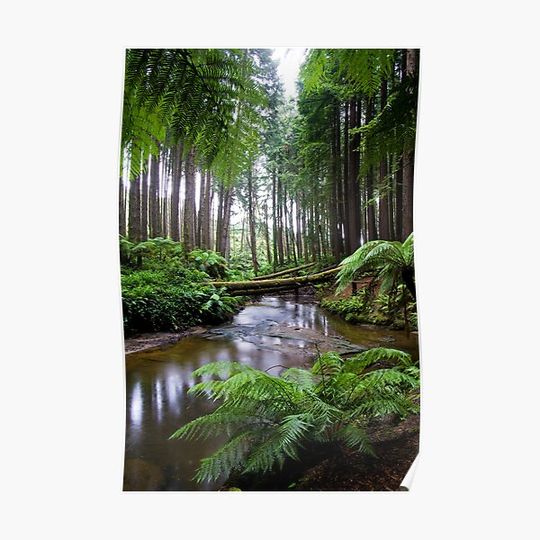 Discover Redwood Forest Stream Premium Matte Vertical Poster